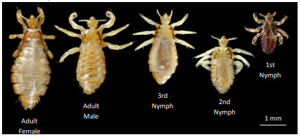 what head lice look like